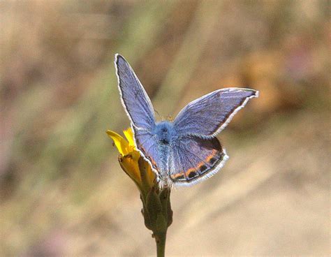 Acmon Blue Butterfly Mendonoma Sightings