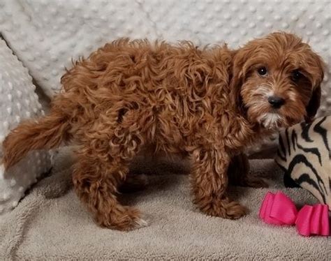 Also,these adorable pups make amazing family pets. Cavapoo Puppies For Sale | Orlando, FL #296500 | Petzlover