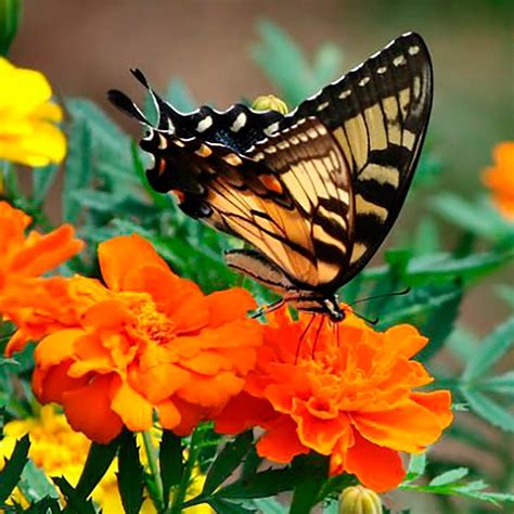 Butterfly On Marigold Beautiful Butterflies Most Beautiful Butterfly