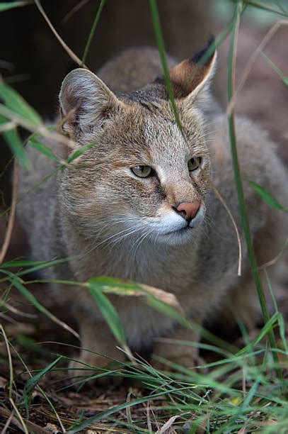 Royalty Free Swamp Lynx Pictures Images And Stock Photos Istock