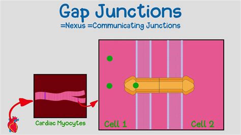 Gap Junctions Functions And Structure Youtube
