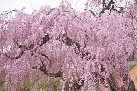 The Perfect Season For Cherry Blossoms In Yuantouzhu Island China