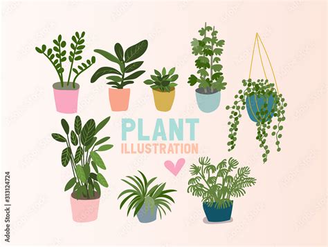 Potted Plants Collection Succulents And House Plants Hand Drawn