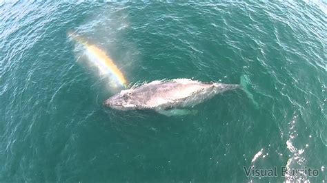 Whale Shoots Rainbow From Its Blowhole With Audio Youtube