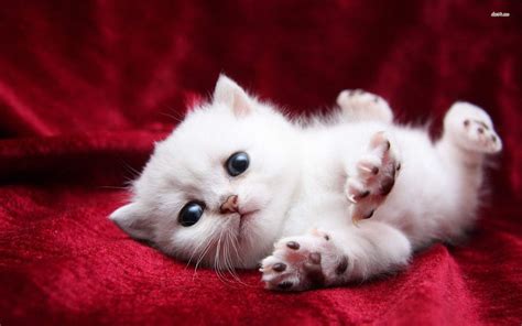Cute White Kitten Wallpaper