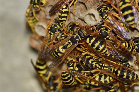 That's because paper wasps can produce a terrible, venomous sting. Wasps in Dunedin and Mosgiel - Pest Control Dunedin and ...