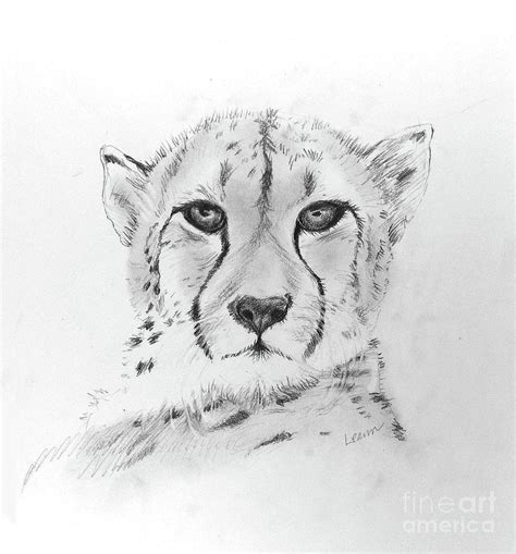 Cheetah Drawing By Leann Horrocks Pixels