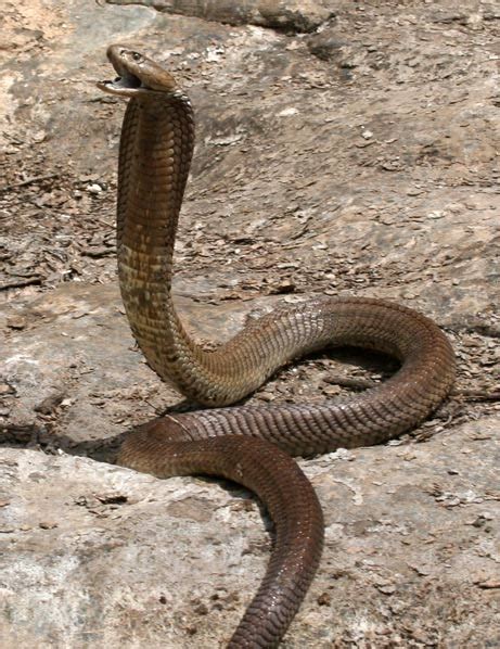 Amaizing Animal Facts Red Cobra Snake