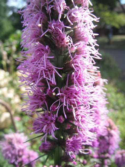 Purple Fuzzy Flower Pictures Flowers Plants