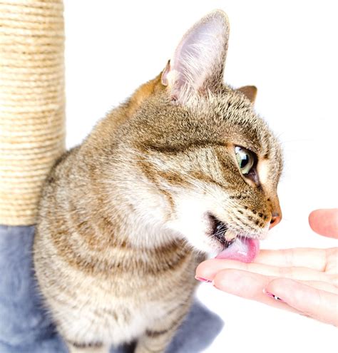 Does Your Cat Have Bad Breath Tufts Catnip