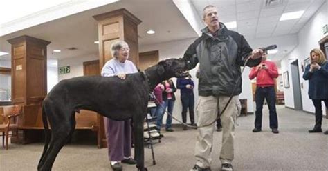 Tallest Dog In The World Passes Away Dogtime
