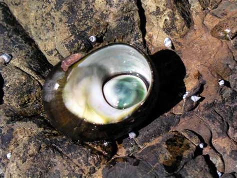 One of these beautiful shiva. Common sea snails - Coastal shoreline - Te Ara ...