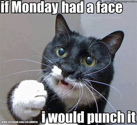 Monday Cat Meme Funny Image Photo Joke Quotesbae