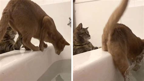 Cat Pushes Cat Into Bath Tub Youtube