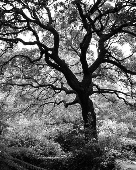 Black And Mighty Trees Eleven Landscape Photographs Of Majestic Trees
