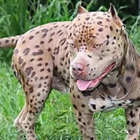 8 Of The Rarest And Most Gorgeous Dogs Within The World Designer