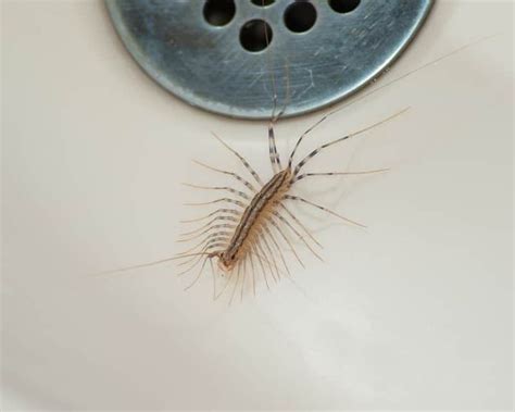 What Are Common Bugs Found In The Bathroom House Bugs Centipede