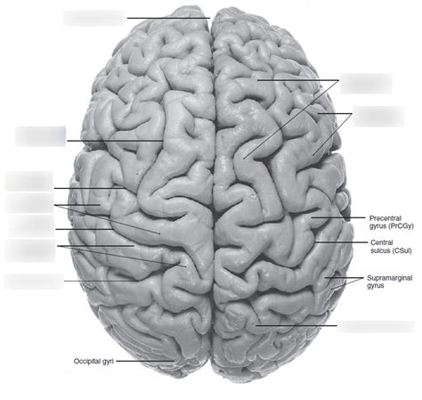 Dorsal View Of Brain Diagram Quizlet