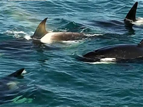 Killer Whales On The Hunt Photo 4 Pictures Cbs News