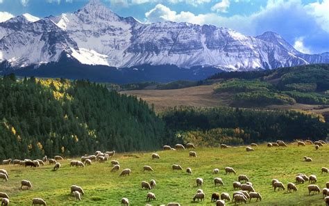 🔥 Download Sheep Last Dollar Road Colorado Usa Mountains Wallpaper By