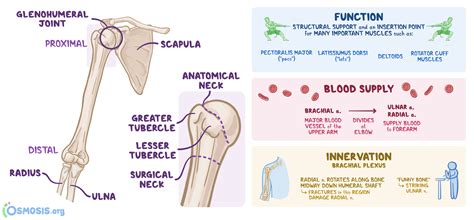 Humerus What Is It Location Function Most Important Facts And More