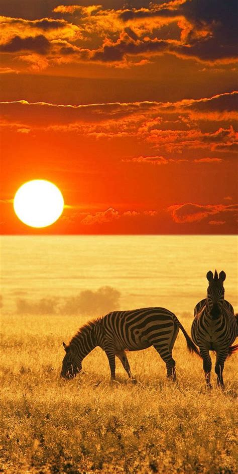 Zebra Sunset Amazing Sunsets Beautiful Sunset Zebras See Yourself