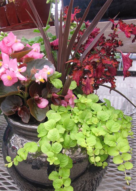 Creeping Jenny Great Container Plantbeautiful Ornamental That Needs