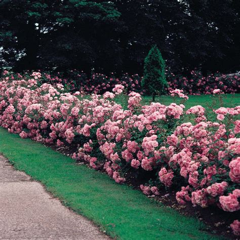 Bonica Rose Hedge Before There Were The Easy Care Roses Everyone Now