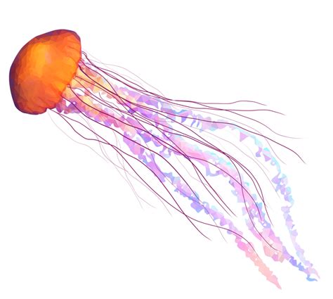 Box Jellyfish Png Transparent Image Png Photo