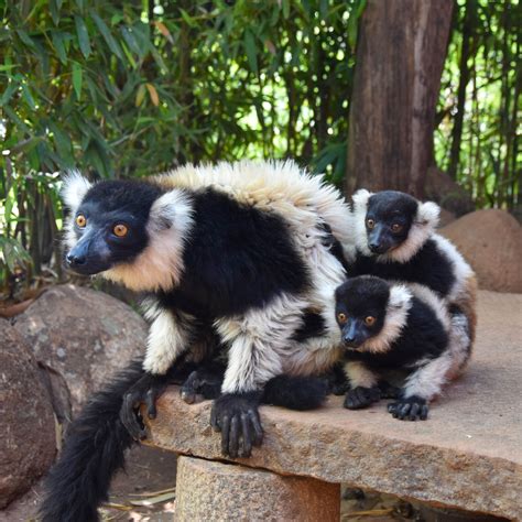 Lemurs Park Antananarivo Madagascar Anne Travel Foodie