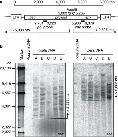 Patterns Of Insertion Of Korv In The Koala Genomea Schematic Showing
