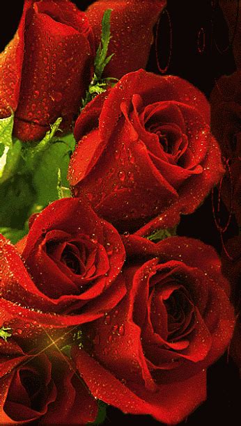 Ann George Belles Roses Rouges Roses Thé Belle Rose