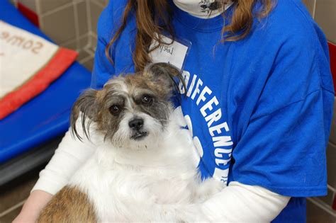 Pets For Adoption At Animal Rescue League Of Iowa Inc In Des Moines