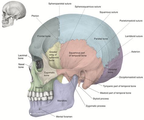 Bones Of The Skull Anatomy In Pencil Medical Art