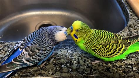 Sleepy Parakeets Play And Feed Each Other Youtube