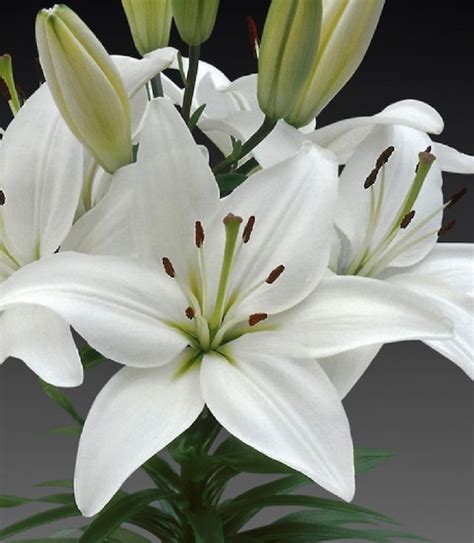 100 Asiatic Lily White Bulbs Wholesale By Handmadets123 On Etsy