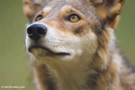 Photo Of The Week Red Wolf Wnc Nature Center Travel 4 Wildlife