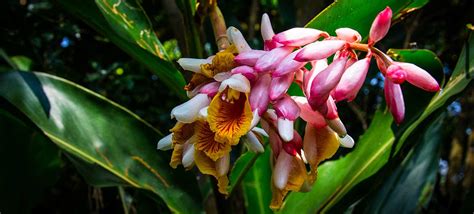 Buy Tropical Plants Weird Fragrant For Home Garden Online Zone 9 Tropicals