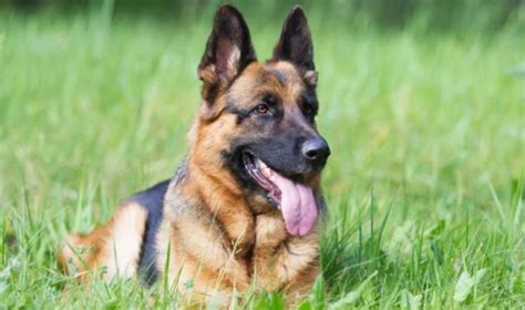 20 Cool Facts You Didnt Know About German Shepherds