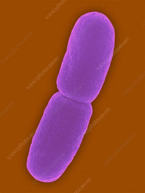 Pseudomonas Aeruginosa Bacteria Sem Stock Image C0333538