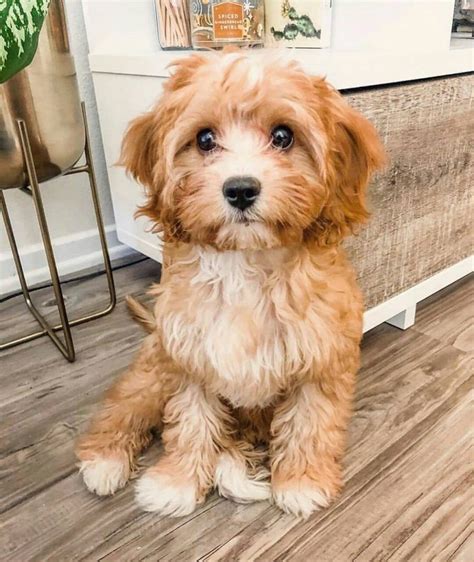 Top 7 Low Energy Hypoallergenic Dogs That Dont Shed 10 In 2020 Cute
