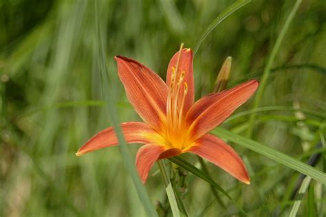 Downloade dieses freie bild zum thema lilie garten pflanze aus pixabays umfangreicher sammlung an public domain bildern und videos. Garten Lilien Foto & Bild | pflanzen, pilze & flechten ...