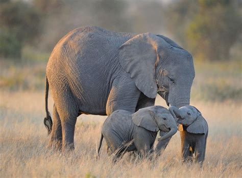 Bebés Elefante Que Te Harán Sonreír