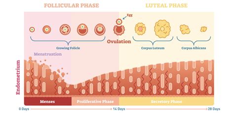Luteal Phase What It Is And How It Impacts You Elara Care