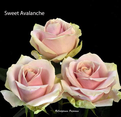 Sweet Avalanche Pajarosa Floral