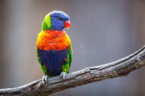 Australian Rainbow Lorikeet Stock Photo Image Of Lorikeet Australia