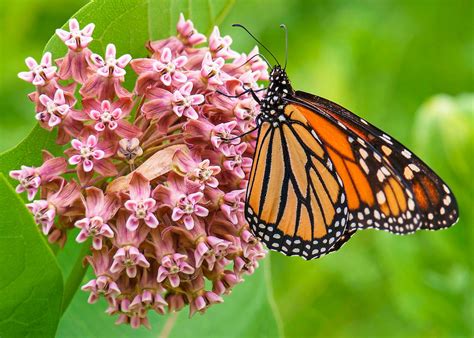 11 Fascinating Monarch Butterfly Facts Birds And Blooms
