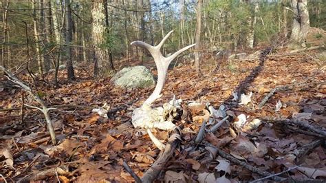 Pin By Adam On Shedsdead Heads Shed Antlers Whitetail Deer Hunting