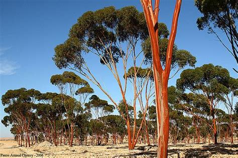 Red Eucalyptuses E Salubris Morocco Eucalyptus Tree Morocco