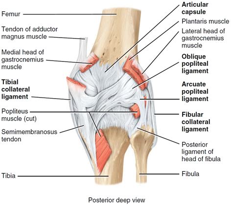 Complete Anatomy Of The Knee Bastatn